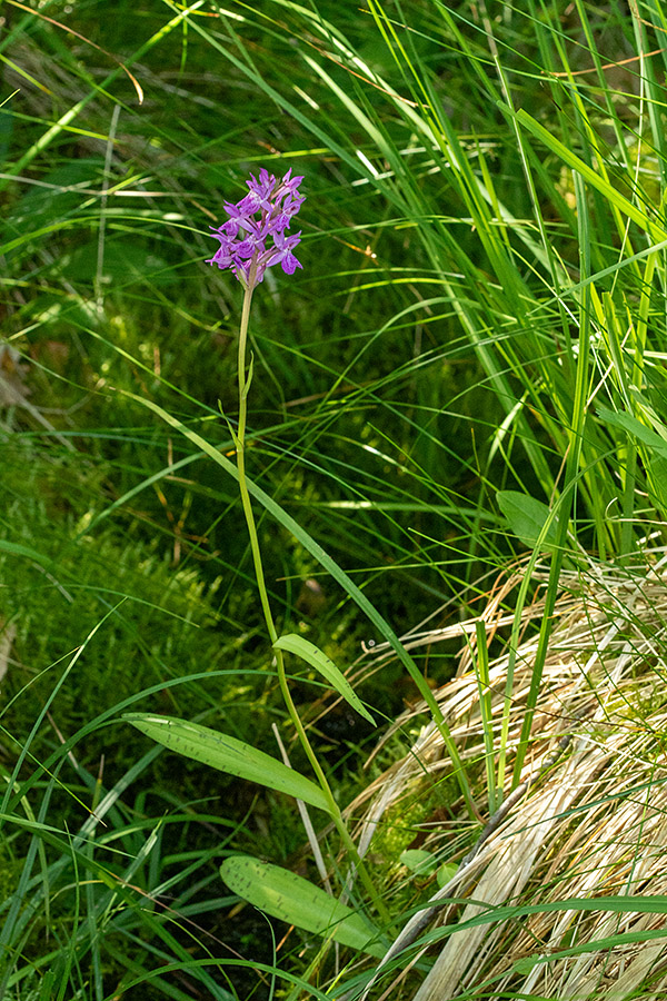 Laponska kukavica
Laponska kukavica. V Bohinju.
Ključne besede: laponska kukavica dactylorhiza lapponica