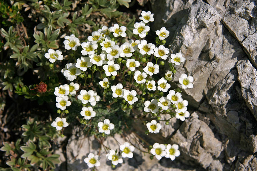 Nasršeni kamnokreč
Nasršeni kamnokreč (Saxifraga squarosa) ob poti na Poldnik (Kopa).
Ključne besede: nasršeni kamnokreč saxifraga squarrosa