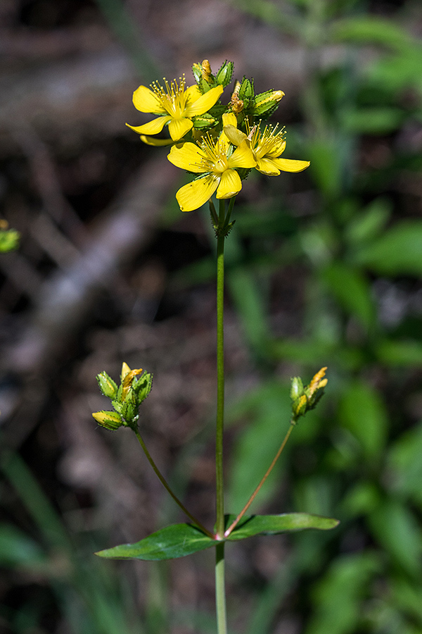 Gorska krčnica
Gorska krčnica.
Ključne besede: gorska krčnica Hypericum montanum