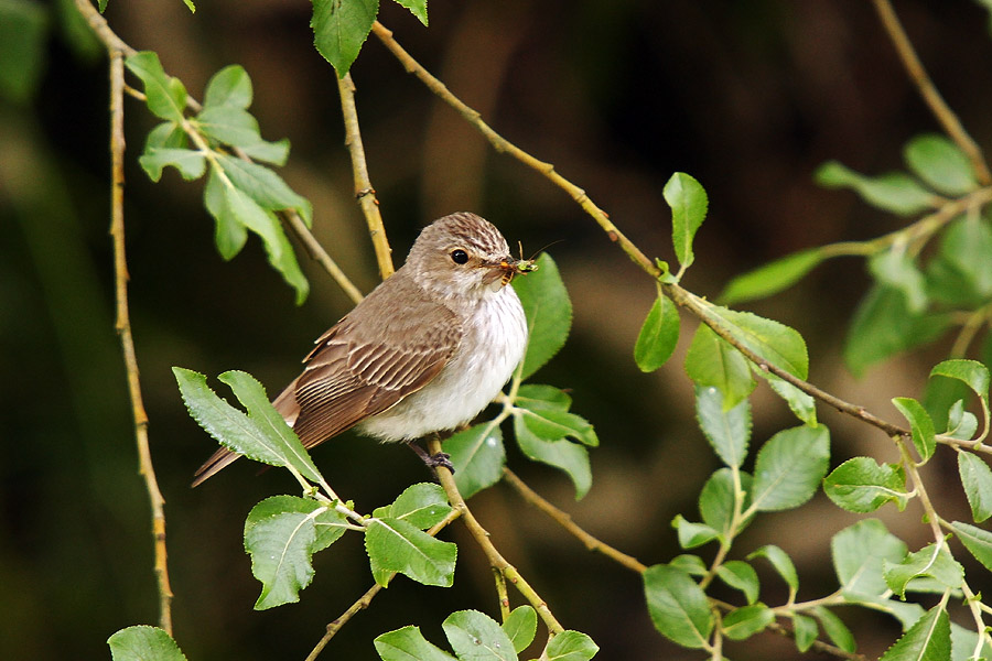 Muhar
Sivi muhar.
Ključne besede: sivi muhar muscicapa striata
