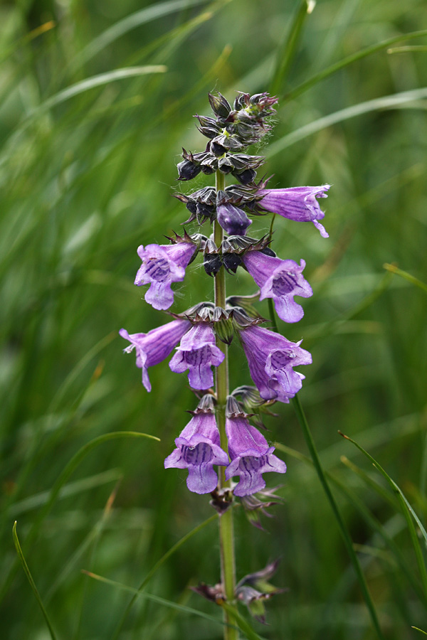 Pirenejska zmajevka
Pirenejska zmajevka je redka in ogrožena rastlina. Pod Bohinjskim Migovcem.
Ključne besede: pirenejska zmajevka horminum pyrenaicum