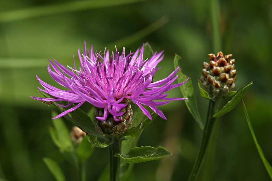 Glavinec
Ključne besede: navadni glavinec centaurea jacea
