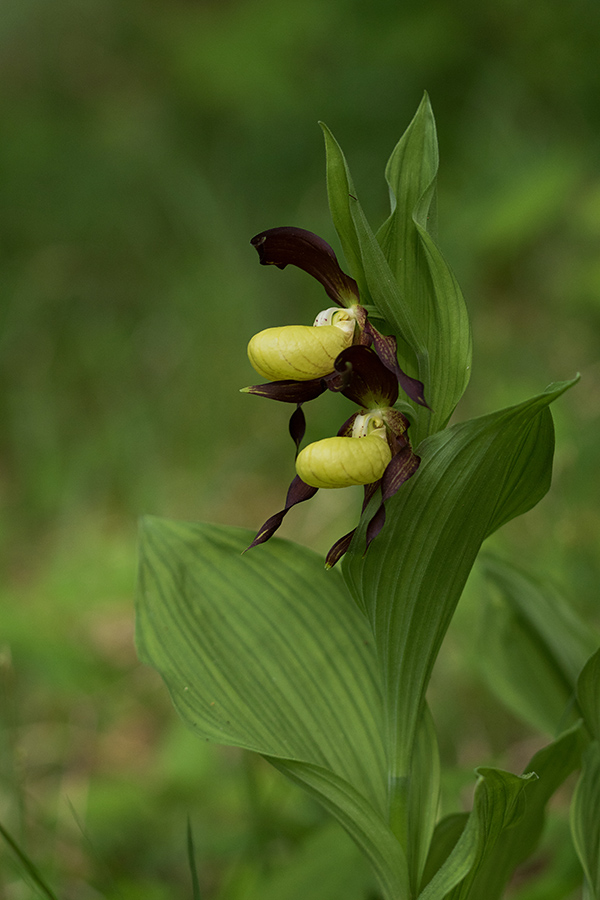 Lepi čeveljc
Lepi čeveljc.
Ključne besede: lepi čeveljc cypripedium calceolus