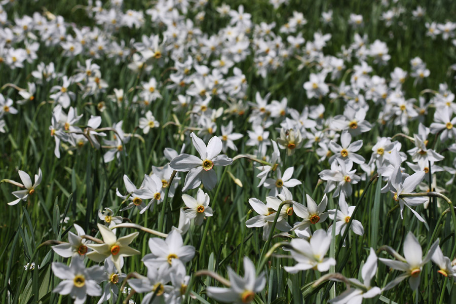 Narcise
Nad Javorniškim rovtom.
Ključne besede: narcisa narcissus poeticus ssp. radiiflorus
