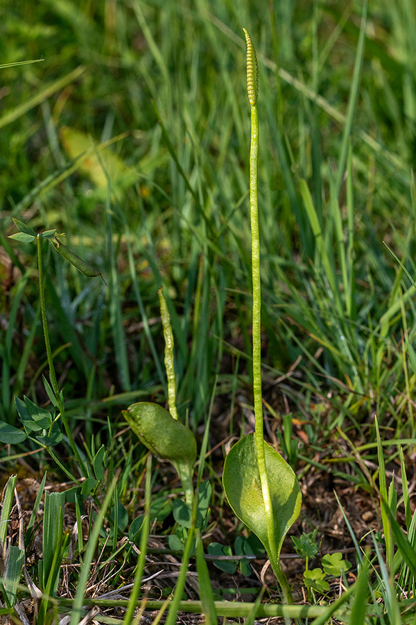 Navadni kačji jezik
Navadni kačji jezik. Spodnja Bohinjska dolina.
Ključne besede: navadni kačji jezik ophioglossum vulgatum