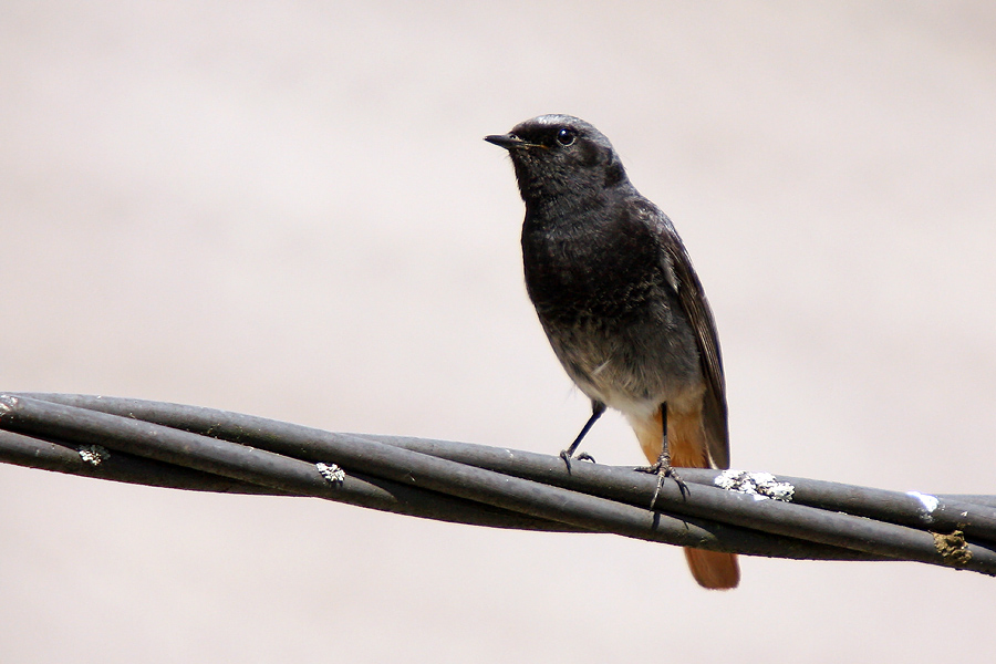 Šmarnica
Šmarnica v bližini gnezda.
Ključne besede: šmarnica phoenicurus ochruros