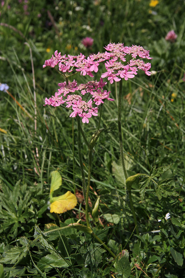 Rožnordeči dežen
Endemit, ki mu knjiga Flora alpina žal ni namenila posnetka našega rdečega dežena, temveč belega avstrijskega.
Ključne besede: rožnordeči dežen heracleum austriacum subsp. siifolium
