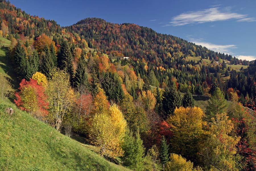 Obarvani gozd
Spet ob vasi Podjelje.
Ključne besede: podjelje bohinj jesen