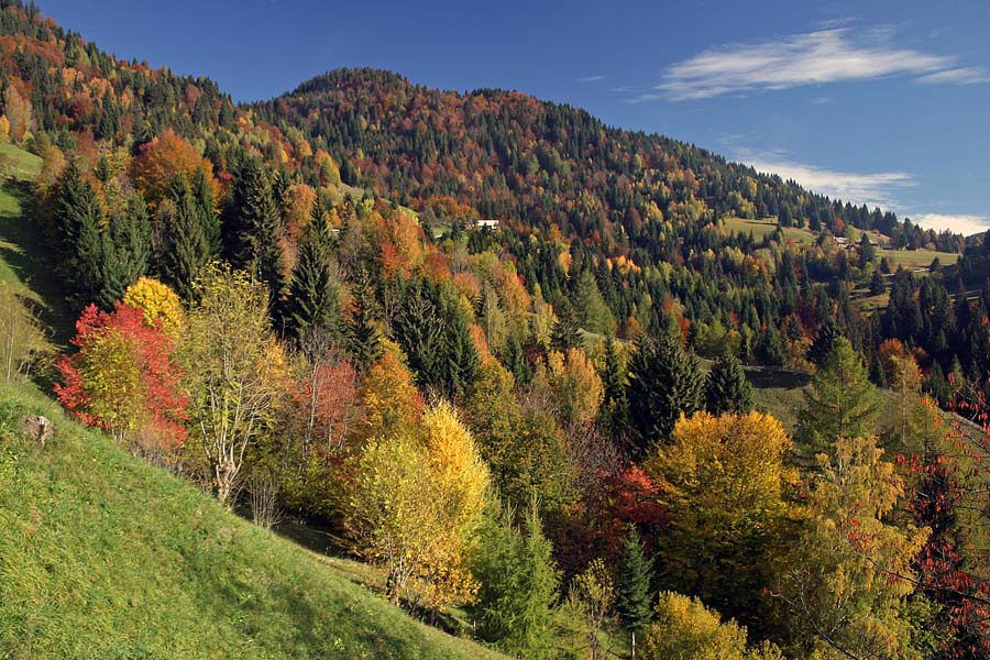 Obarvani gozd
Spet ob vasi Podjelje.
Ključne besede: podjelje bohinj jesen