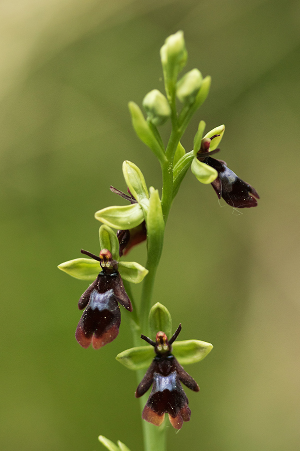 Muholiko mačje uho
Muholiko mačje uho.
Ključne besede: muholiko mačje uho ophrys insectifera