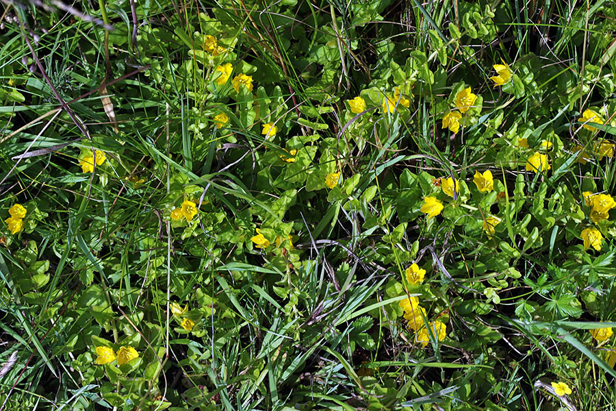 Okroglolistna pijavčnica
Okroglolistna pijavčnica. Spodnja Bohinjska dolina.
Ključne besede: okroglolistna pijavčnica lysimachia nummularia