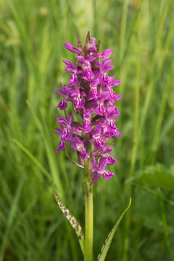 Majska prstasta kukavica
Majska prstasta kukavica.
Ključne besede: majska prstasta kukavica dactylorhiza majalis