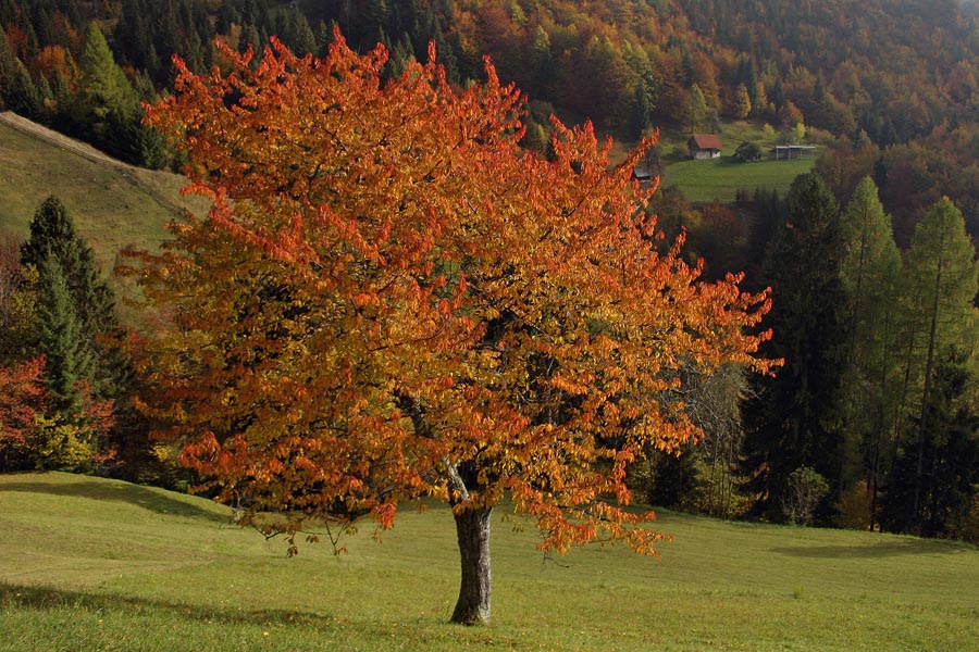 V rdečem
Ob vasi Podjelje.
Ključne besede: drevo podjelje jesen