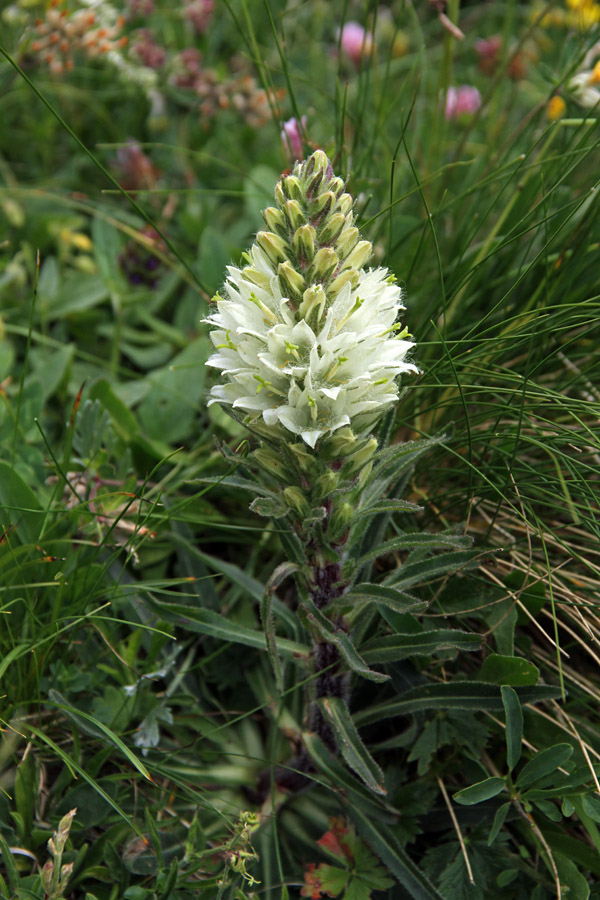 Šopasta zvončica
Pot na Ograde nam krasijo tudi šopaste zvončice.
Ključne besede: šopasta zvončica campanula thyrsoides
