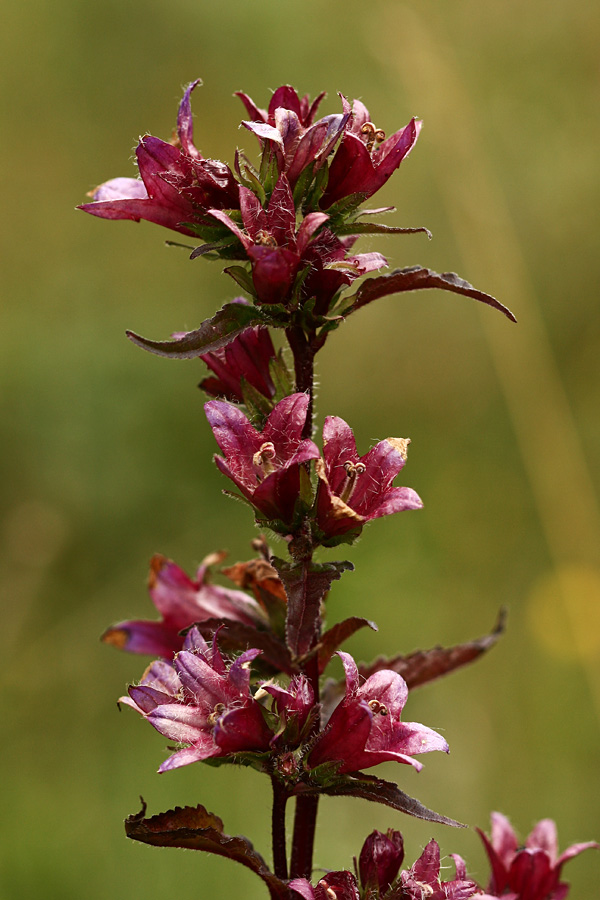 Klobčasta zvončica
Klobčaste zvončice so ponavadi modre, rdeča barva teh na sliki je verjetno posledica kake glivne okužbe. Hvala g. Joganu za pojasnilo.
Ključne besede: klobčasta zvončica campanula glomerata
