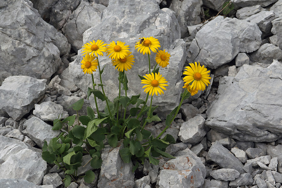 Velecvetni divjakovec
Velecvetni divjakovec
Ključne besede: velecvetni divjakovec doronicum grandiflorum