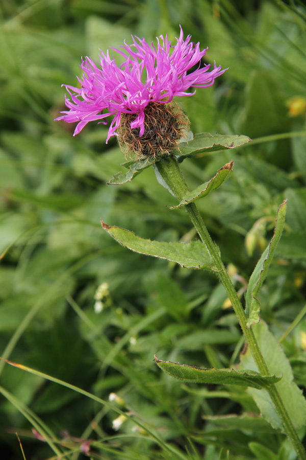 Peresasti glavinec
Še ena čudovita rastlina z Ogradov.
Ključne besede: peresasti glavinec centaurea uniflora nervosa