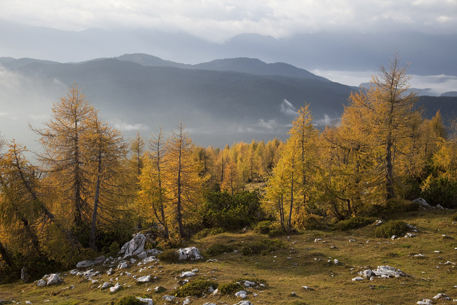 S poti na Mrežce II.
Macesni so že lerpo obarvani.
Ključne besede: mrežce lipanski vrh brda debela peč