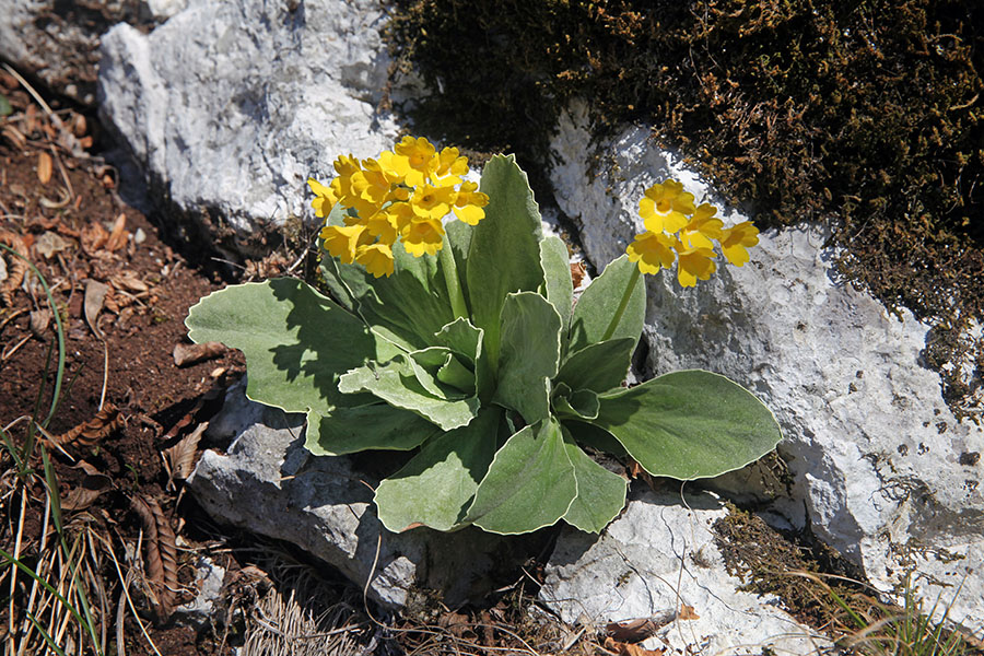 Avrikelj
Kot ponavadi, ena prvih znanilk pomladi.
Ključne besede: lepi jeglič avrikelj primula auricula
