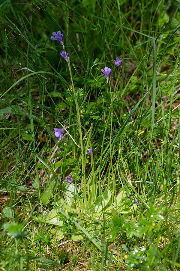Navadna mastnica 
Navadna mastnica. Jelovica.
Ključne besede: navadna mastnica pinguicula vulgaris