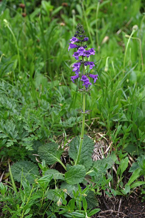 Pirenejska zmajevka
Pirenejska zmajevka.
Ključne besede: pirenejska zmajevka horminum pyrenaicum