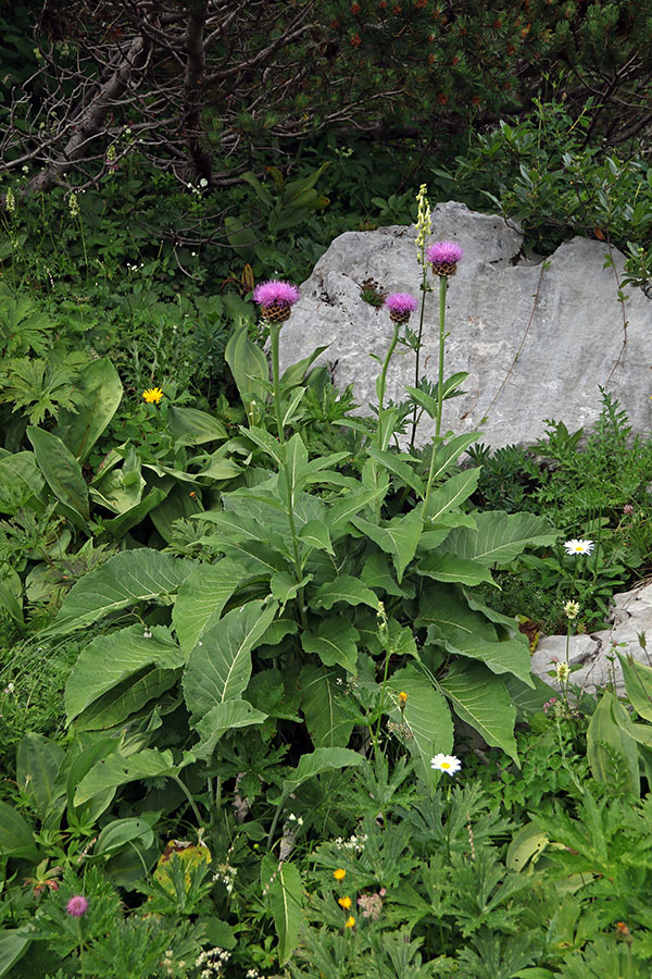 Rapontike
Rapontike ob poti proti Komni. Večinoma so že odcvetele.
Ključne besede: rapontika stemmacantha rhapontica