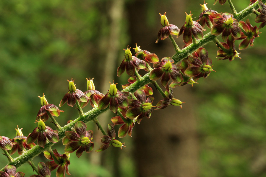 Črna čmerika
Črna čmerika ob Savi.
Ključne besede: črna čmerika veratrum nigrum