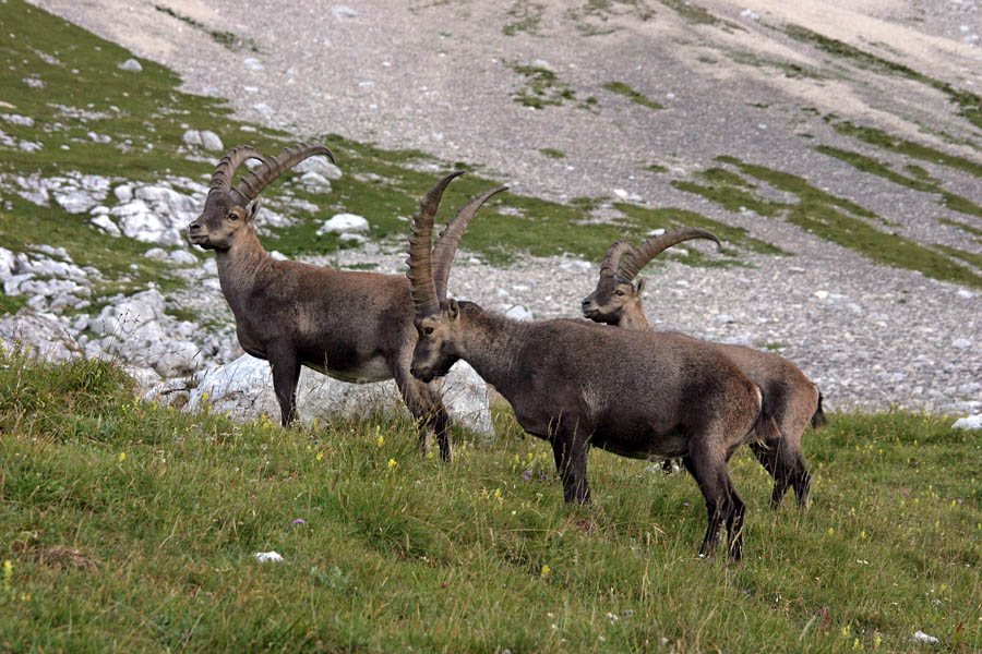 Kozorogi pod Montažem
Na jutranji paši pod Montažem.
Keywords: kozorog capra ibex ibex