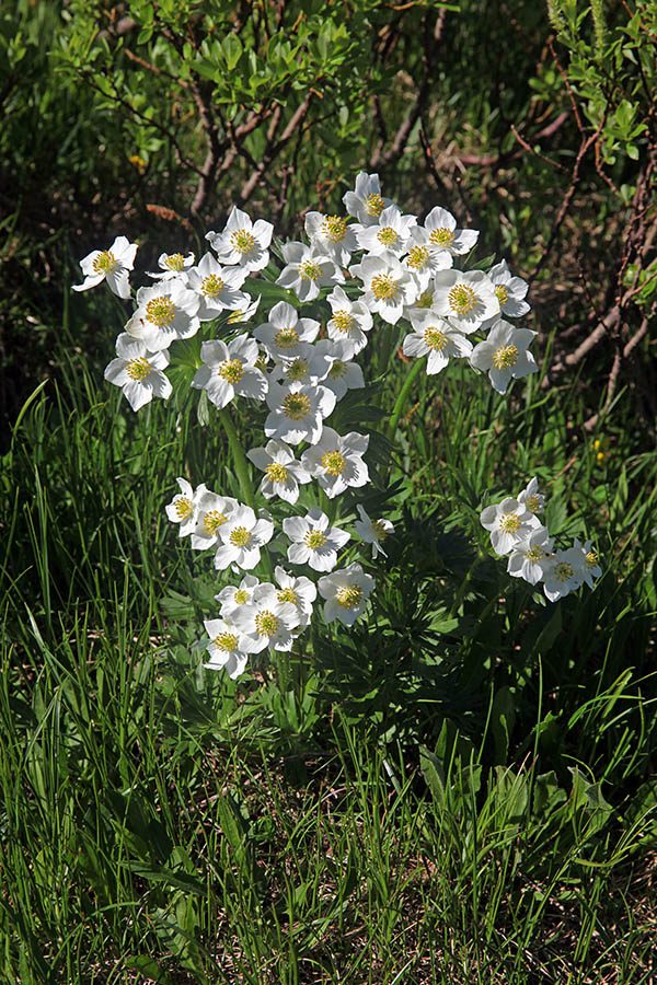 Kobulasta vetrnica
Lep šop kobulaste vetrnice po Matajurskim vrhom.
Ključne besede: kobulasta vetrnica anemone narcissiflora