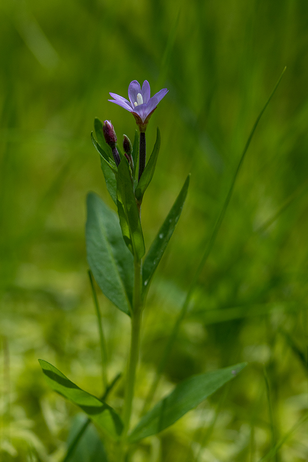 Kimasti vrbovec
Kimasti vrbovec. Jelovica.
Ključne besede: kimasti vrbovec epilobium nutans