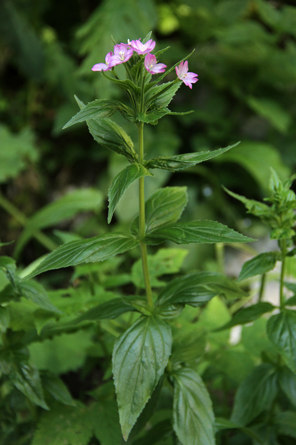 Predalpski vrbovec
Predalpski vrbovec na planini Laz.
Ključne besede: predalpski vrbovec epilobium alpestre