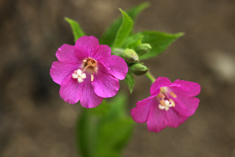 Dlakavi  vrbovec
Dlakavi vrbovec. 
Ključne besede: dlakavi vrbovec epilobium hirsutum
