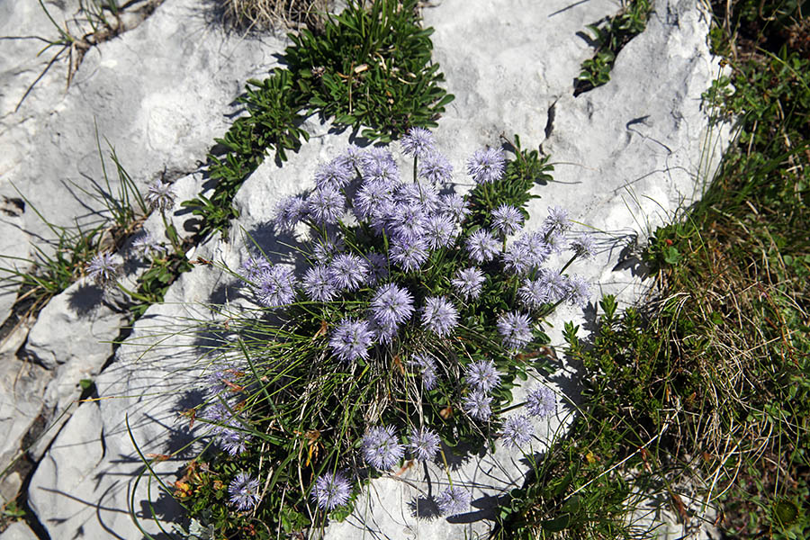 Golostebelna  mračica
Pod Velikim Raskovcem.
Ključne besede: golostebelna mračica globularia nudicaulis