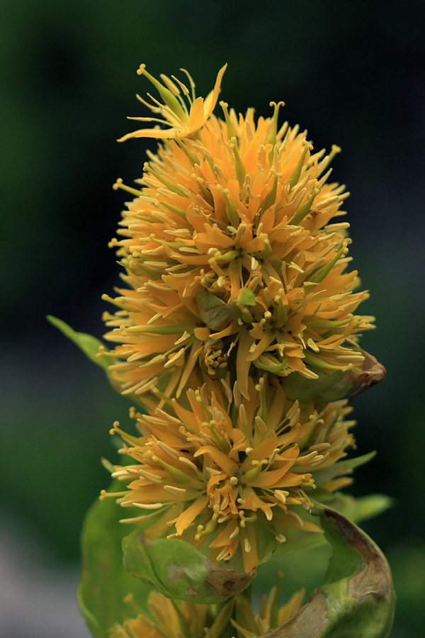 Vardjanov košutnik
Vardjanov košutnik nad planino Osredki.
Ključne besede: vardjanov košutnik gentiana lutea subsp. vardjanii