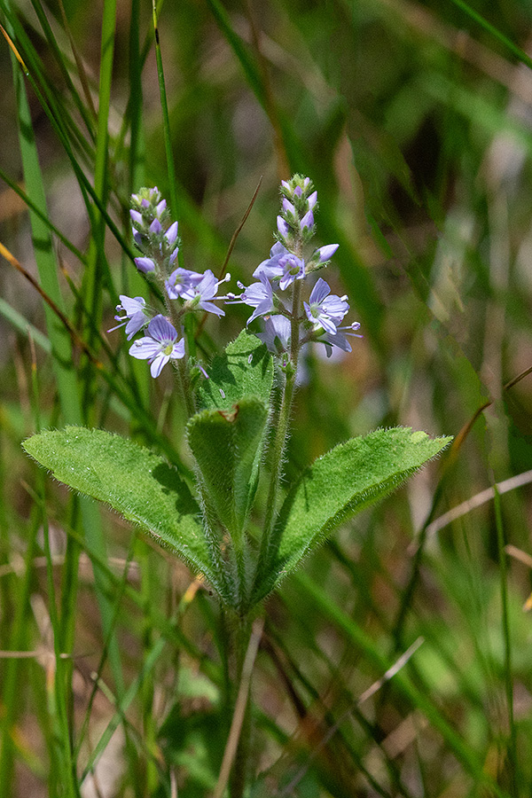Zdravilni jetičnik
Zdravilni jetičnik. Jelovica.
Ključne besede: zdravilni jetičnik veronica officinalis