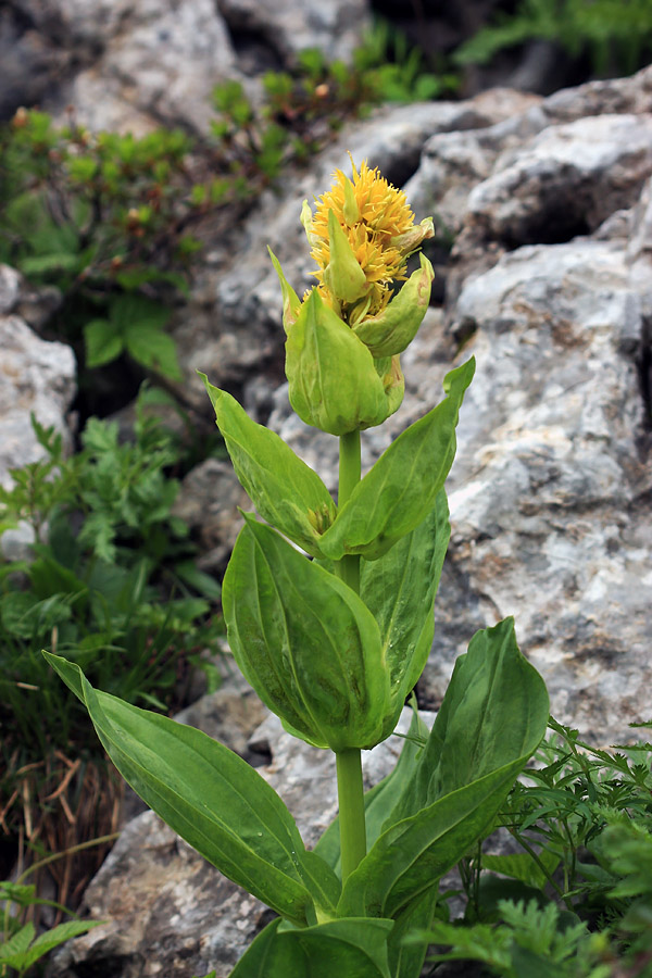Vardjanov košutnik
Vardjanov košutnik nad planino Osredki.
Ključne besede: vardjanov košutnik gentiana lutea subsp. vardjanii