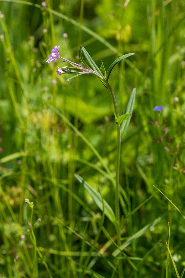 Močvirski vrbovec
Močvirski vrbovec. Jelovica.
Ključne besede: močvirski vrbovec epilobium palustre