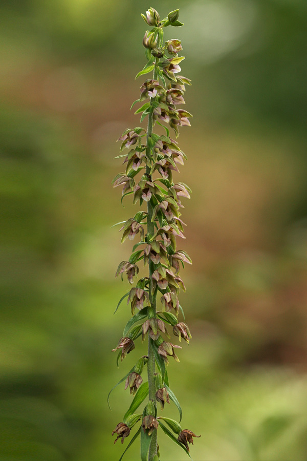 Širokolistna močvirnica
Širokolistna močvirnica ima zelo veliko cvetov. Planina Storeča raven.
Ključne besede: širokolistna močvirnica epipactis helleborine