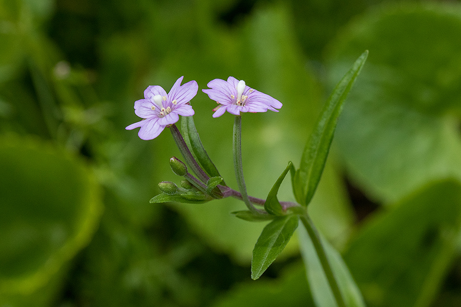 Močvirski vrbovec.
Močvirski vrbovec. Jelovica.
Ključne besede: močvirski vrbovec epilobium palustre