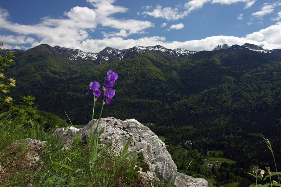 Razgled s Peči
Na tej sliki je pa vse Bohinjsko: gore, dolina in perunika ...
Ključne besede: bohinjska perunika iris cengialti vochinensis