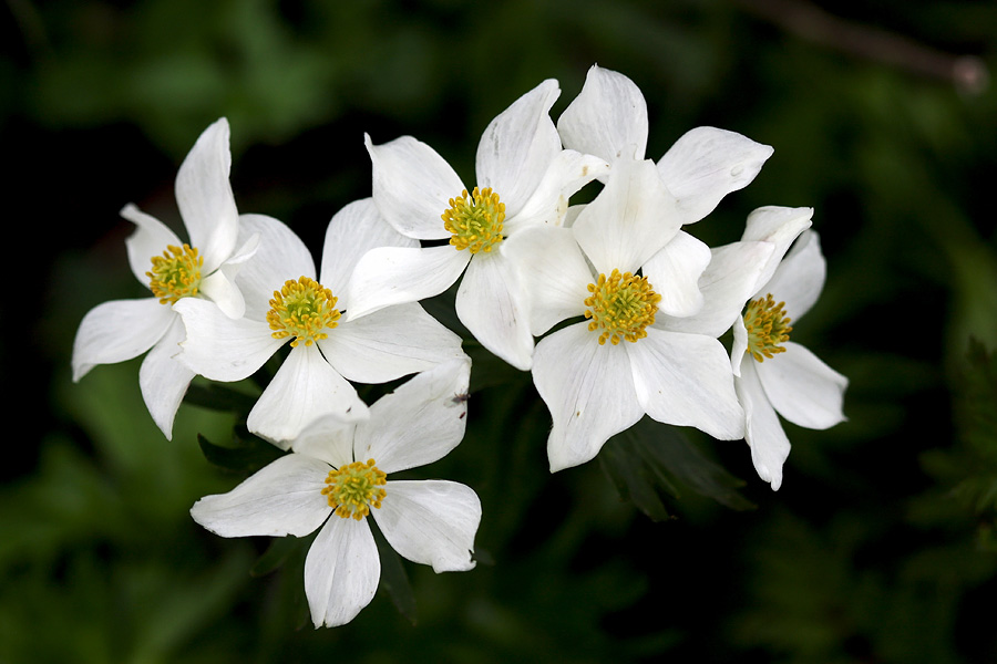 Šopek vetrnic
Kobulaste vetrnice ob poti na Črno prst.
Ključne besede: kobulasta vetrnica anemone narcissiflora