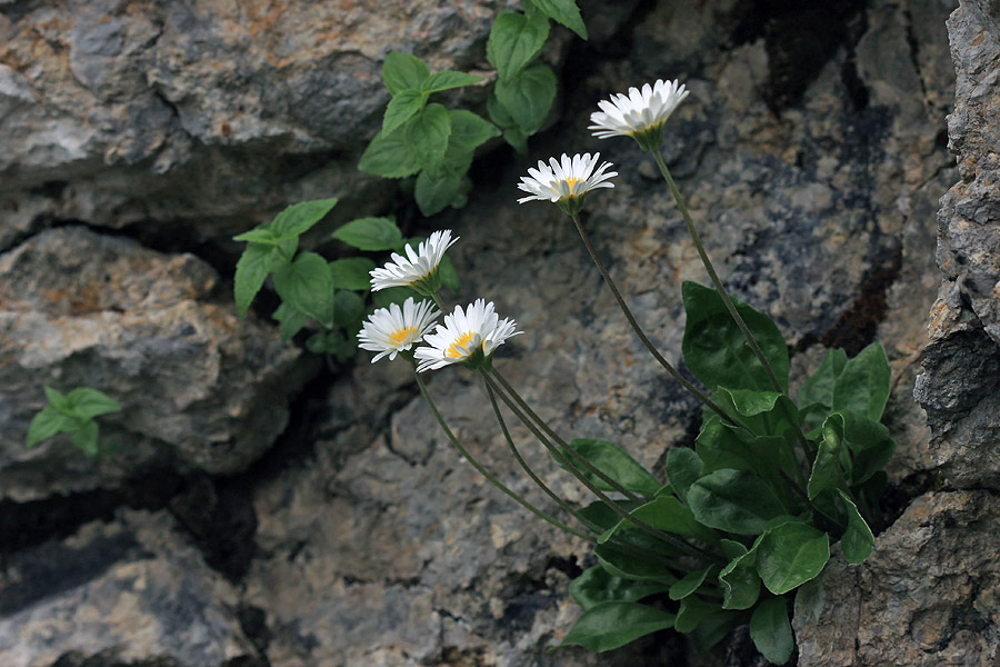 Marjetičasta nebina
Zelo podobna navadni marjetici, le da nebina na sliki rada raste v skalah.
Ključne besede: marjetičasta nebina aster bellidiastrum
