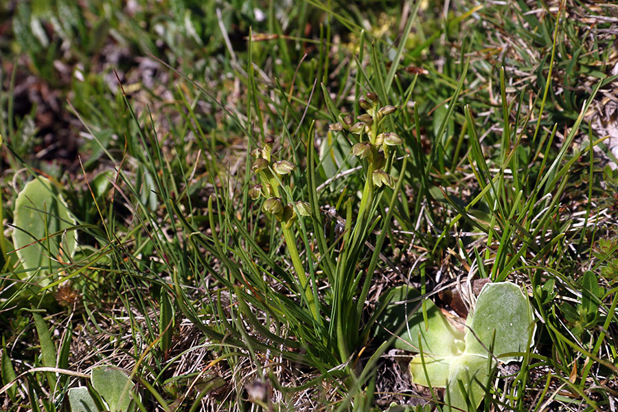 Alpska cepetuljka
Presenetilo nas je tudi že cvetenje alpskih cepetuljk.
Ključne besede: alpska cepetuljka chamorchis alpina