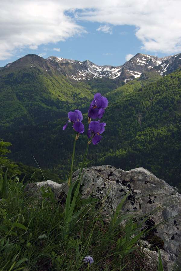 Bohinjske perunike
S pogledom na južne Bohinjske gore.
Ključne besede: bohinjska perunika iris cengialti vochinensis