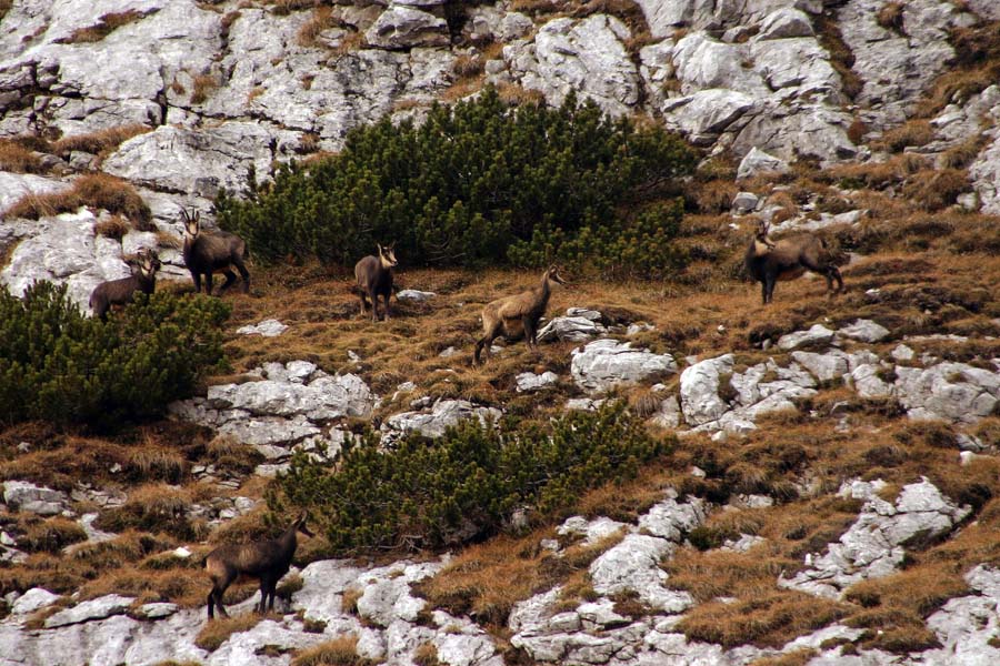 Gamsi
Gamsi pod Škednjovcem. Žal so bili predaleč za bolj ostro sliko, zato le v dokumentarne namene. Na turi sva danes videla blizu 50 gamsov.
Ključne besede: škednjovec gamsi rupicapra rupicapra