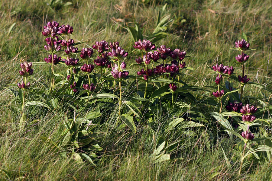Panonski svišč  II.
Takole valovi v vetru panonski svišč.
Ključne besede: panonski svišč gentiana pannonica