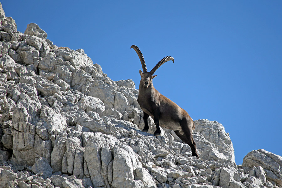 Kralj pod Stenarjem
Ponosni kralj pod svojo goro. Pod Stenarjem.
Ključne besede: kozorog capra ibex ibex