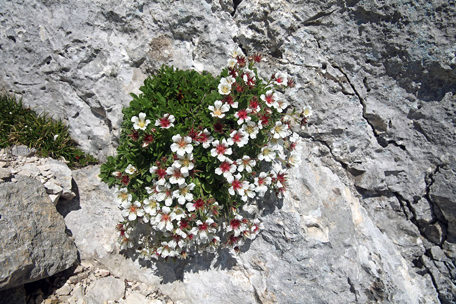 Clusijev petoprstnik
Ob poti na Spodnjo Vrbanovo špico.
Ključne besede: clusijev petoprstnik potentilla clusia