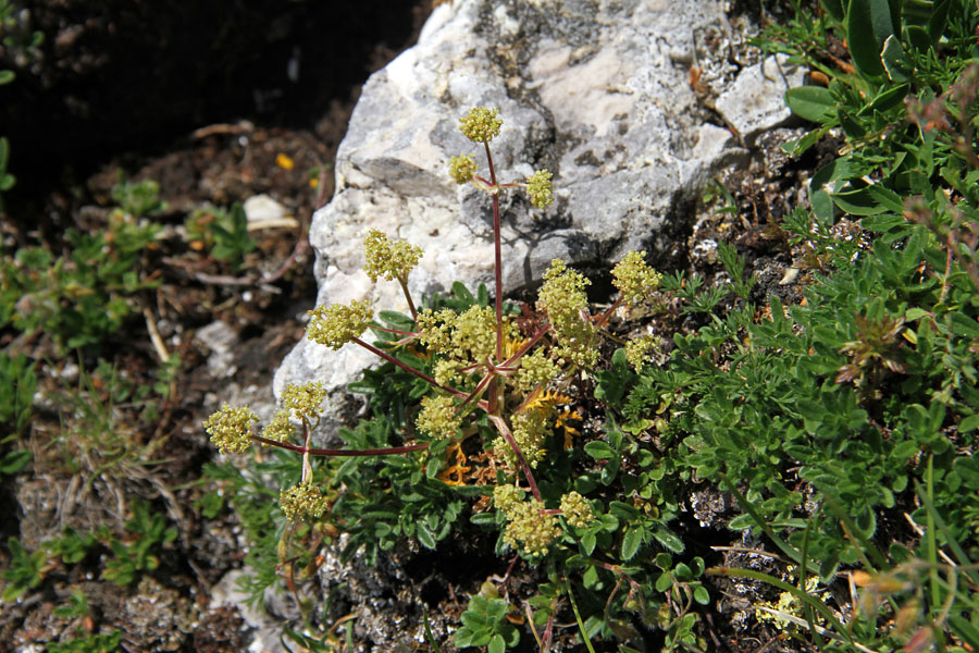 Kranjska trinija
Kranjska trinija na Plaskem Voglu
Ključne besede: kranjska trinija trinia glauca subsp. carniolica