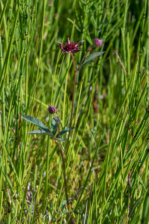Močvirski petoprstnik
Močvirski petoprstnik.
Ključne besede: močvirski petoprstnik potentilla palustris
